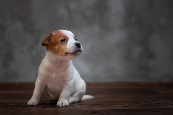 灰色の壁に木の床の上に座って顔に茶色の斑点があるジャック ラッセル テリア子犬 — ストック写真