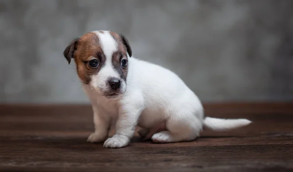 灰色の壁に木の床の上に座って顔に茶色の斑点があるジャック ラッセル テリア子犬 — ストック写真