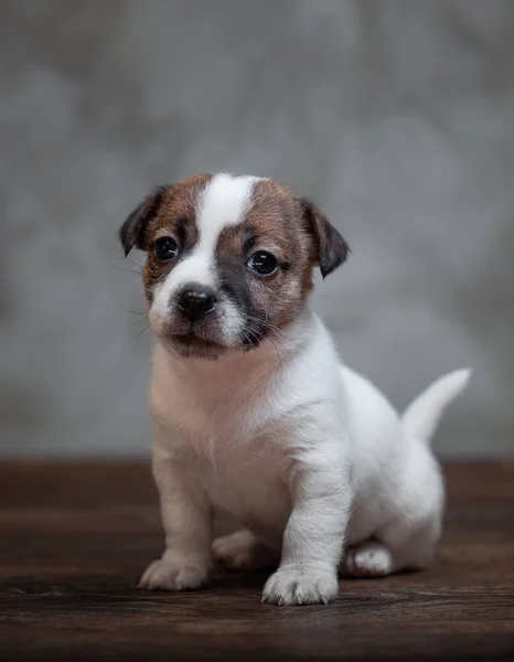 Jack Russell Terier Szczeniak Brązowe Plamy Twarzy Siedzi Drewnianą Podłogę — Zdjęcie stockowe