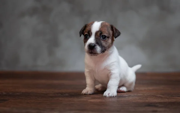 灰色の壁に木の床の上に座って顔に茶色の斑点があるジャック ラッセル テリア子犬 — ストック写真