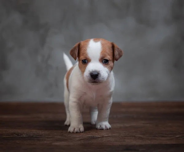 Jack Russell Terrier Kiskutya Barna Foltok Áll Háttérben Szürke Falon — Stock Fotó