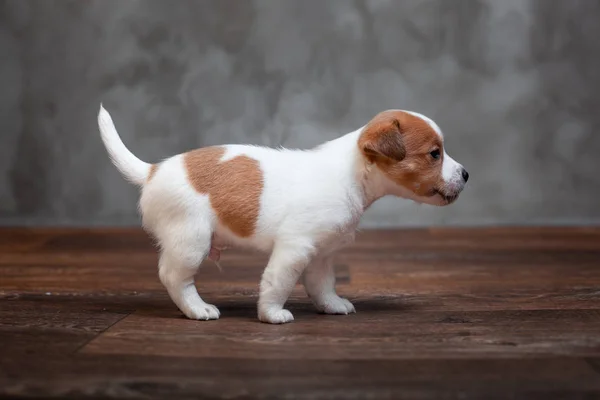 Jack Russell Terier Szczeniak Brązowe Plamy Stoi Drewnianej Podłodze Tle — Zdjęcie stockowe