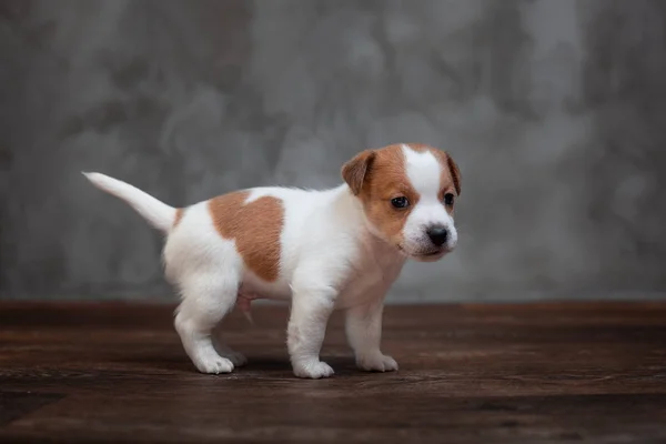 Jack Russell Terrier Anak Anjing Dengan Bintik Bintik Coklat Berdiri — Stok Foto