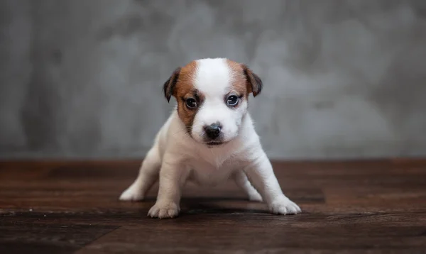 灰色の壁の背景に木の床に立っている茶色の斑点をジャック ラッセル テリア子犬 — ストック写真