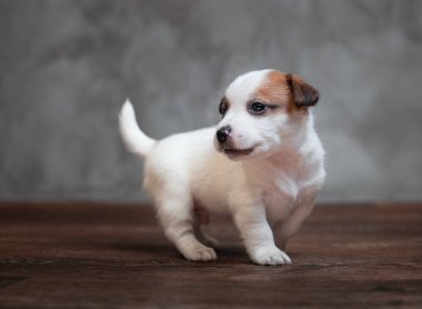 Arka planı gri bir duvar ahşap zemin üzerinde kahverengi lekeler ile Jack Russell Terrier köpek yavrusu standları.