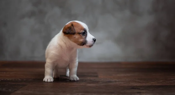 Jack Russell Terrier Cucciolo Con Macchie Marroni Erge Sul Pavimento — Foto Stock