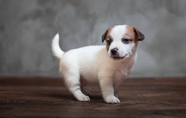 Jack Russell Terrier Cachorro Con Manchas Marrones Encuentra Suelo Madera —  Fotos de Stock