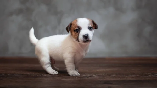 Jack Russell Terrier Hvalp Med Brune Pletter Står Trægulvet Baggrund - Stock-foto