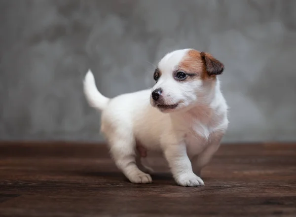 Jack Russell Terriër Pup Met Bruine Vlekken Staat Houten Vloer — Stockfoto