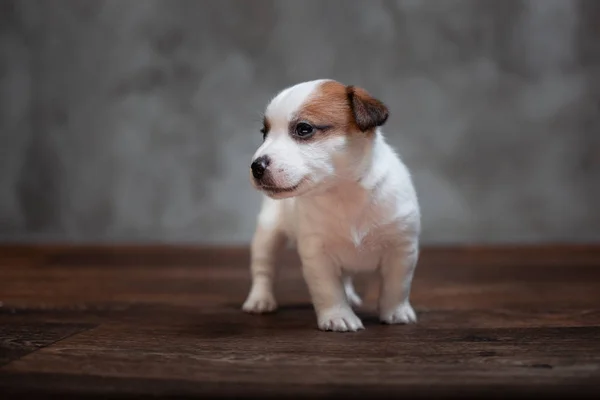 Jack Russell Terrier Kiskutya Barna Foltok Áll Háttérben Szürke Falon — Stock Fotó