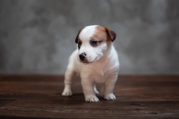 灰色の壁の背景に木の床に立っている茶色の斑点をジャック ラッセル テリア子犬 — ストック写真