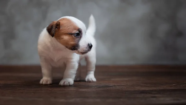 Jack Russell Teriér Štěně Hnědé Skvrny Stojí Dřevěné Podlaze Pozadí — Stock fotografie