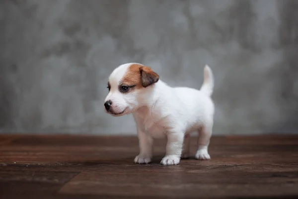 Jack Russell Terrier Cucciolo Con Macchie Marroni Erge Sul Pavimento — Foto Stock