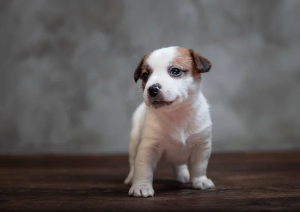 Cãozinho Jack Russell Terrier Com Manchas Marrons Fica Chão Madeira — Fotografia de Stock