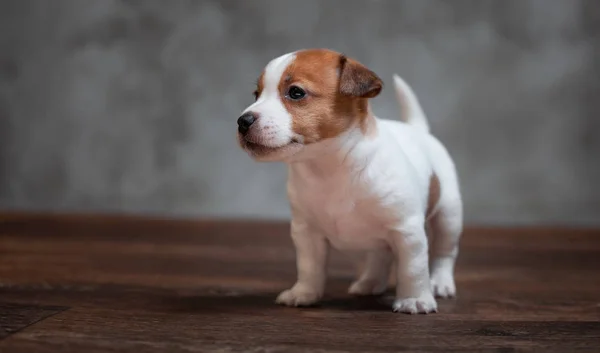 灰色の壁の背景に木の床に立っている茶色の斑点をジャック ラッセル テリア子犬 — ストック写真