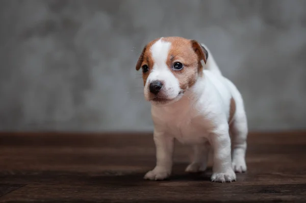Jack Russell Terrier Cachorro Con Manchas Marrones Encuentra Suelo Madera — Foto de Stock