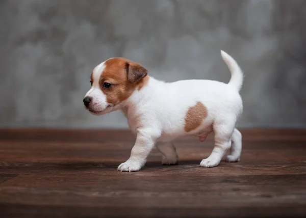 灰色の壁の背景に木の床に立っている茶色の斑点をジャック ラッセル テリア子犬 — ストック写真