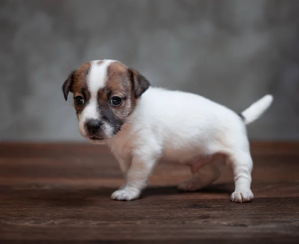 Jack Russell Terrier Puppy Brown Spots Stands Wooden Floor Background — Stock Photo, Image
