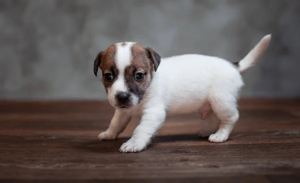 Jack Russell Terriër Pup Met Bruine Vlekken Staat Houten Vloer — Stockfoto