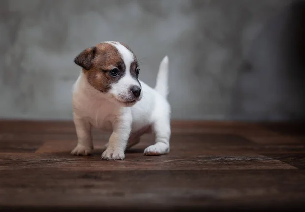 Cãozinho Jack Russell Terrier Com Manchas Marrons Fica Chão Madeira — Fotografia de Stock