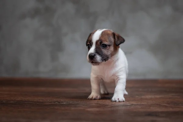 Jack Russell Terrier Anak Anjing Dengan Bintik Bintik Coklat Berdiri — Stok Foto