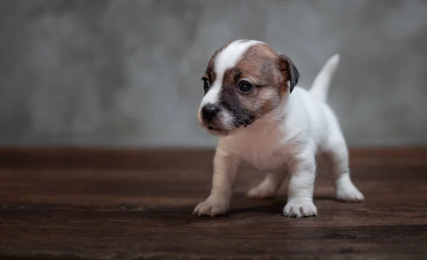 Jack Russell Terrier Cachorro Con Manchas Marrones Encuentra Suelo Madera — Foto de Stock