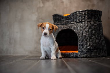 Köpek doğurmak Jack Russell Terrier ile turuncu bir hasır evde beslenen hayvan evin yanında oturan gri bir duvara yastık.