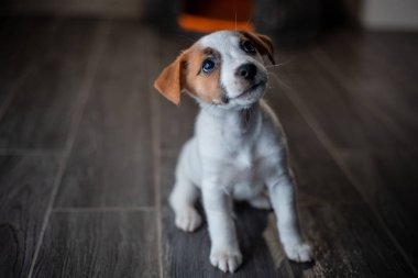 Köpek doğurmak Jack Russell Terrier ile turuncu bir hasır evde beslenen hayvan evin yanında oturan gri bir duvara yastık.