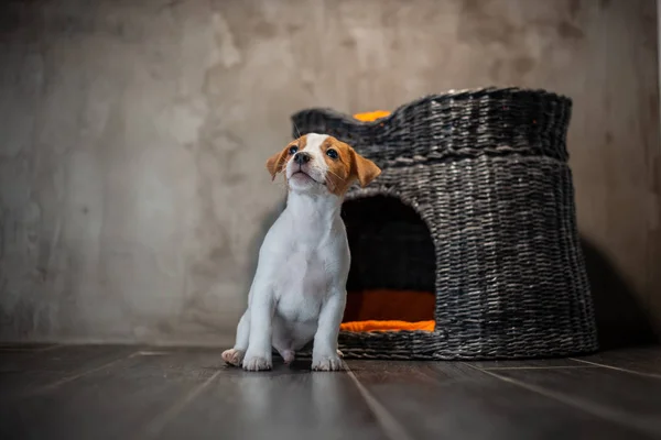 Cachorro Raza Jack Russell Terrier Sentado Junto Una Casa Mimbre — Foto de Stock