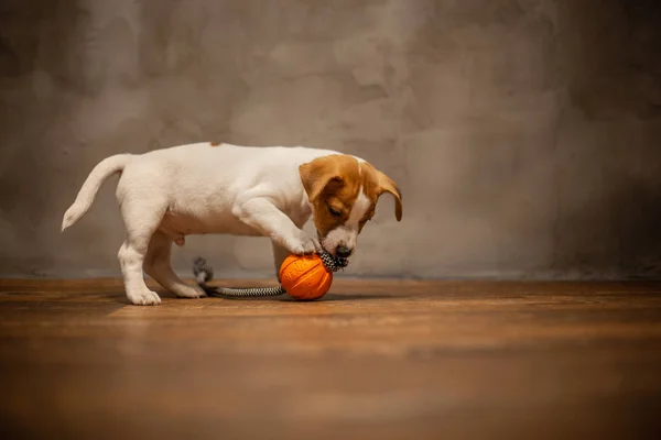 Jack Russell Terrier Cachorro Jugando Con Bola Naranja Con Una — Foto de Stock
