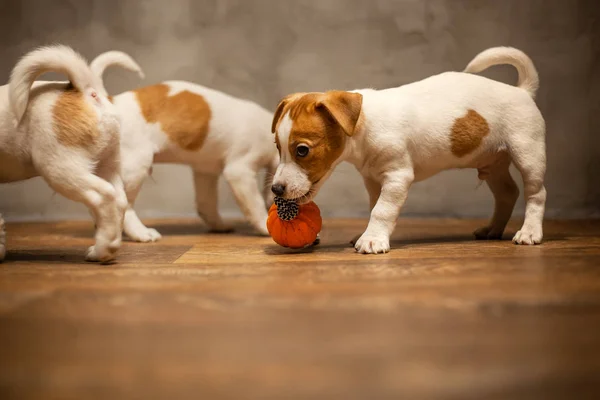 Jack Russell Terrier Cachorros Juegan Suelo Madera Contra Una Pared — Foto de Stock