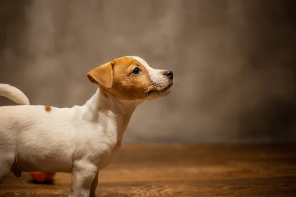 Jack Russell Terrier Kiskutya Állt Egy Padló Szürke Falon — Stock Fotó