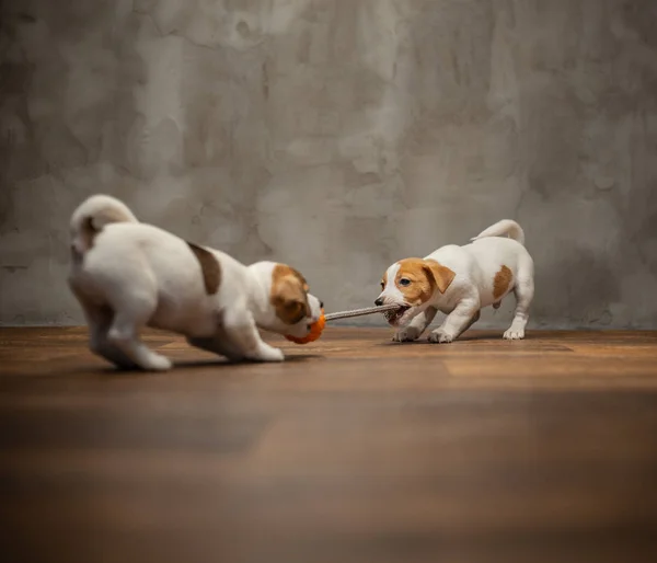 Dos Cachorros Raza Jack Russell Terrier Juegan Con Juguete Con — Foto de Stock
