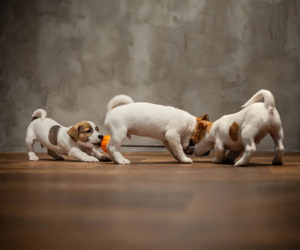 Dos Cachorros Raza Jack Russell Terrier Juegan Con Juguete Con — Foto de Stock