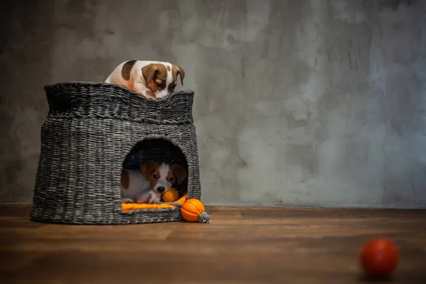 Jack Russell Terrier puppies are played next to a wicker gray house with orange pillows and dog toys lying next to the house on a wooden floor against a gray wall