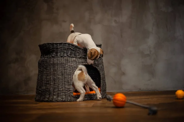 Jack Russell Terrier Puppies Worden Gespeeld Naast Een Wicker Grijs — Stockfoto