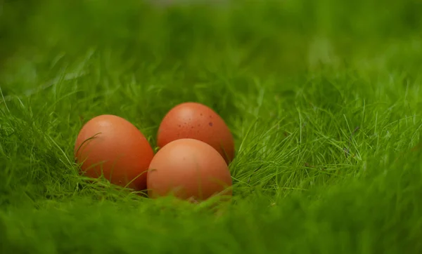 Tre Bruna Påskägg Grönt Gräs — Stockfoto