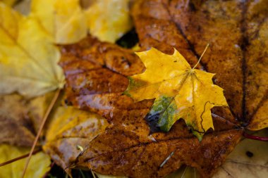 Akçaağaç yaprakları yerde turuncu ve sarıdır.