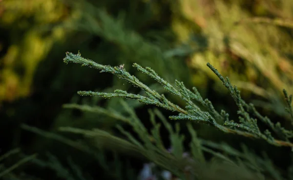 Краплі Ранкової Роси Зеленому Кущі Ялівцю — стокове фото