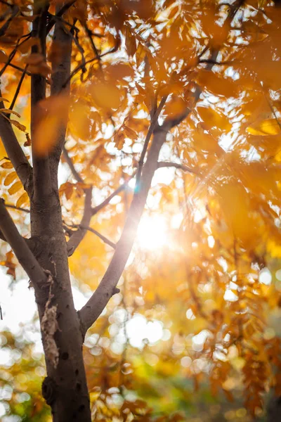 Солнечный Свет Проникает Сквозь Желтые Листья Рябины Осеннем Парке — стоковое фото