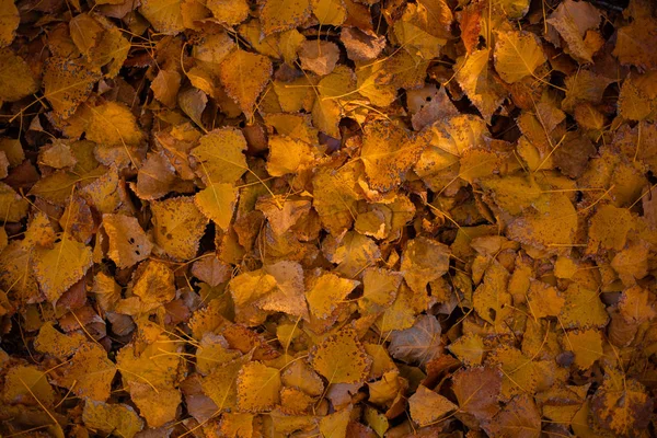 Die Abgefallenen Blätter Der Pappel Sind Orange Und Gelb Auf — Stockfoto