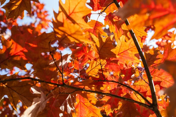 阳光穿透了银陵枫树的红叶 — 图库照片