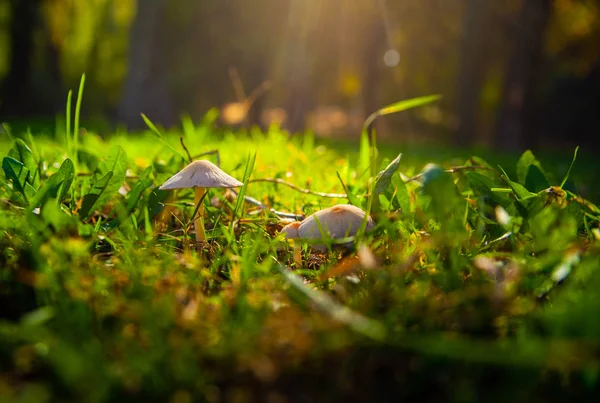 Mushrooms grow on the lawn in the light of sunlight