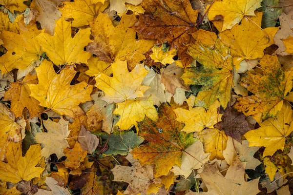 枫树的落叶在地上呈橙色和黄色 — 图库照片