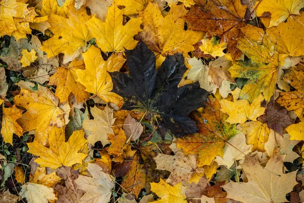 深色枫叶 背景是橙色和黄色的薄片 躺在地上 — 图库照片
