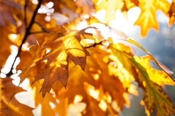 阳光穿透了银陵枫树的黄叶 — 图库照片