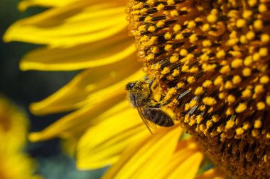 Bir arı, mavi gökyüzüne karşı sarı bir ayçiçeği üzerinde polen toplar.