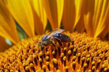 Bir arı, mavi gökyüzüne karşı sarı bir ayçiçeği üzerinde polen toplar.