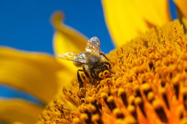 Bir arı, mavi gökyüzüne karşı sarı bir ayçiçeği üzerinde polen toplar.