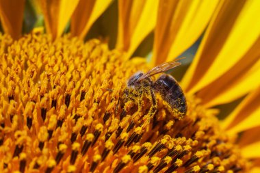 Bir arı, mavi gökyüzüne karşı sarı bir ayçiçeği üzerinde polen toplar.